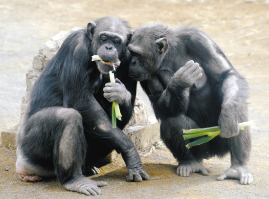 jy优酷视频空间里屌丝吃大葱的是第几期_山东猩猩每天吃大葱_山东大葱批发价格