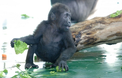 山东大葱批发价格_山东猩猩每天吃大葱_jy优酷视频空间里屌丝吃大葱的是第几期