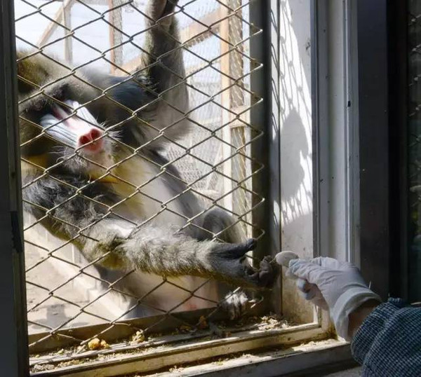 山东大葱批发价格_jy优酷视频空间里屌丝吃大葱的是第几期_山东猩猩每天吃大葱