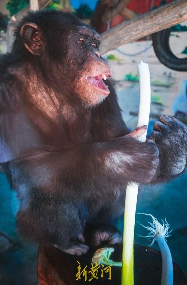 大葱炒鸡蛋 越吃越能干_山东猩猩每天吃大葱_大葱鸭可以吃