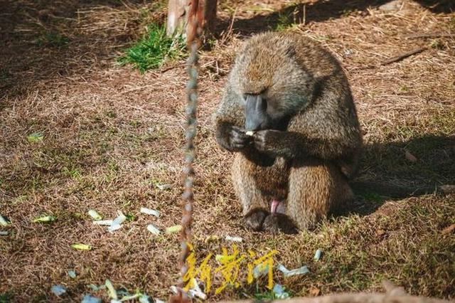 大葱炒鸡蛋 越吃越能干_山东猩猩每天吃大葱_大葱鸭可以吃