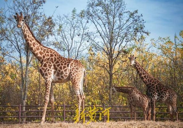 大葱鸭可以吃_山东猩猩每天吃大葱_大葱炒鸡蛋 越吃越能干