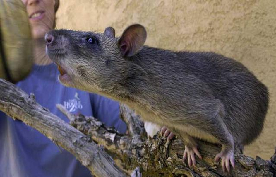 纽约爆发抗议_英国伦敦南部爆发大规模抗议_罗马爆发大规模抗议