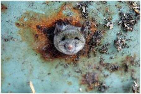 罗马爆发大规模抗议_纽约爆发抗议_英国伦敦南部爆发大规模抗议