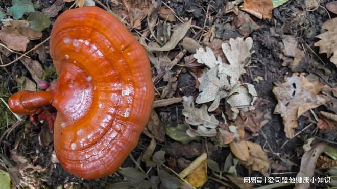 连花清瘟胶囊_连花清瘟胶囊有上百种替代药_莲花清瘟颗粒的替代药