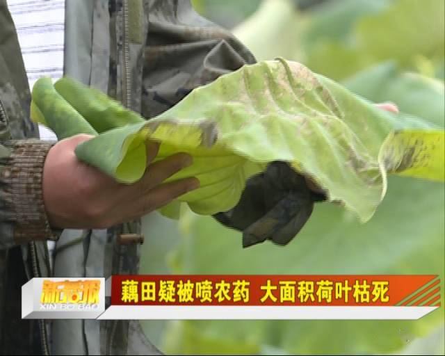 三七根腐病撒什么农药_男子称自家晾晒藕粉疑遭邻居撒农药_孕晚期农药撒身上
