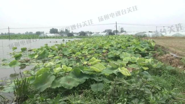 三七根腐病撒什么农药_男子称自家晾晒藕粉疑遭邻居撒农药_孕晚期农药撒身上