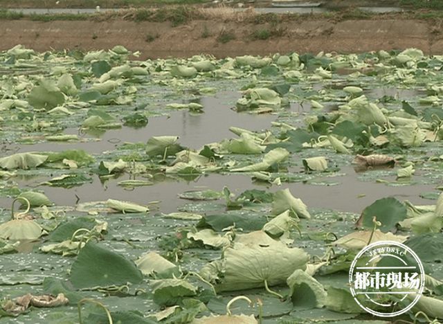 男子称自家晾晒藕粉疑遭邻居撒农药_孕晚期农药撒身上_三七根腐病撒什么农药
