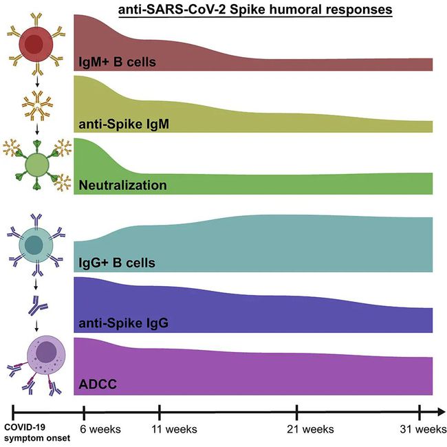 积水潭医院骨感染专家_hpv53阳性是怎么感染_专家解释感染后复阳