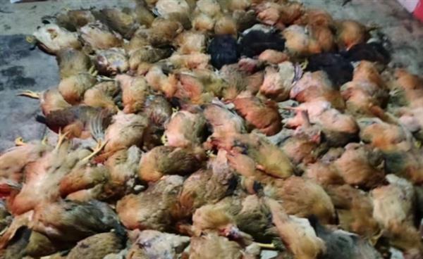 好好的鸡突然就死亡_鸡脾脏肿大,突然鸡死亡_养鸡场上千只鸡死亡