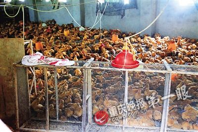 养鸡场上千只鸡死亡_好好的鸡突然就死亡_鸡脾脏肿大,突然鸡死亡