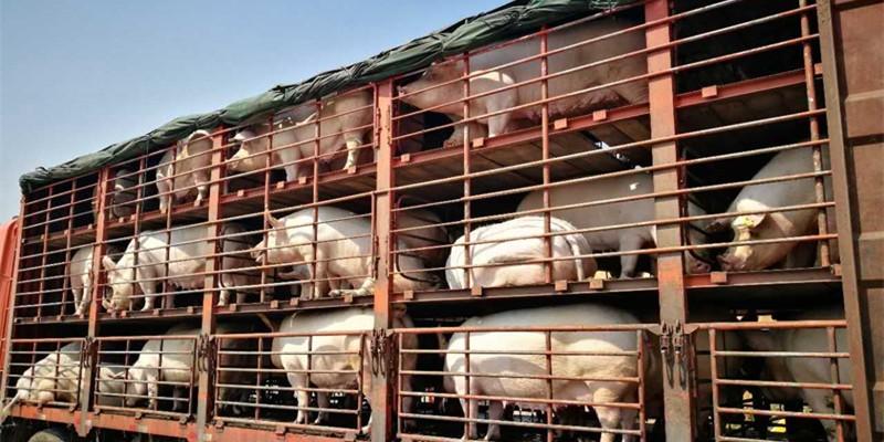 猪肉价格再降_黑猪肉价格_南宁猪肉价格今天价格