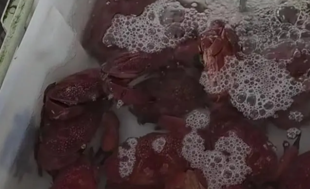 蓝环章鱼的天敌是谁_毒后给本王暖脚第71章_蓝环章鱼后现毒螃蟹