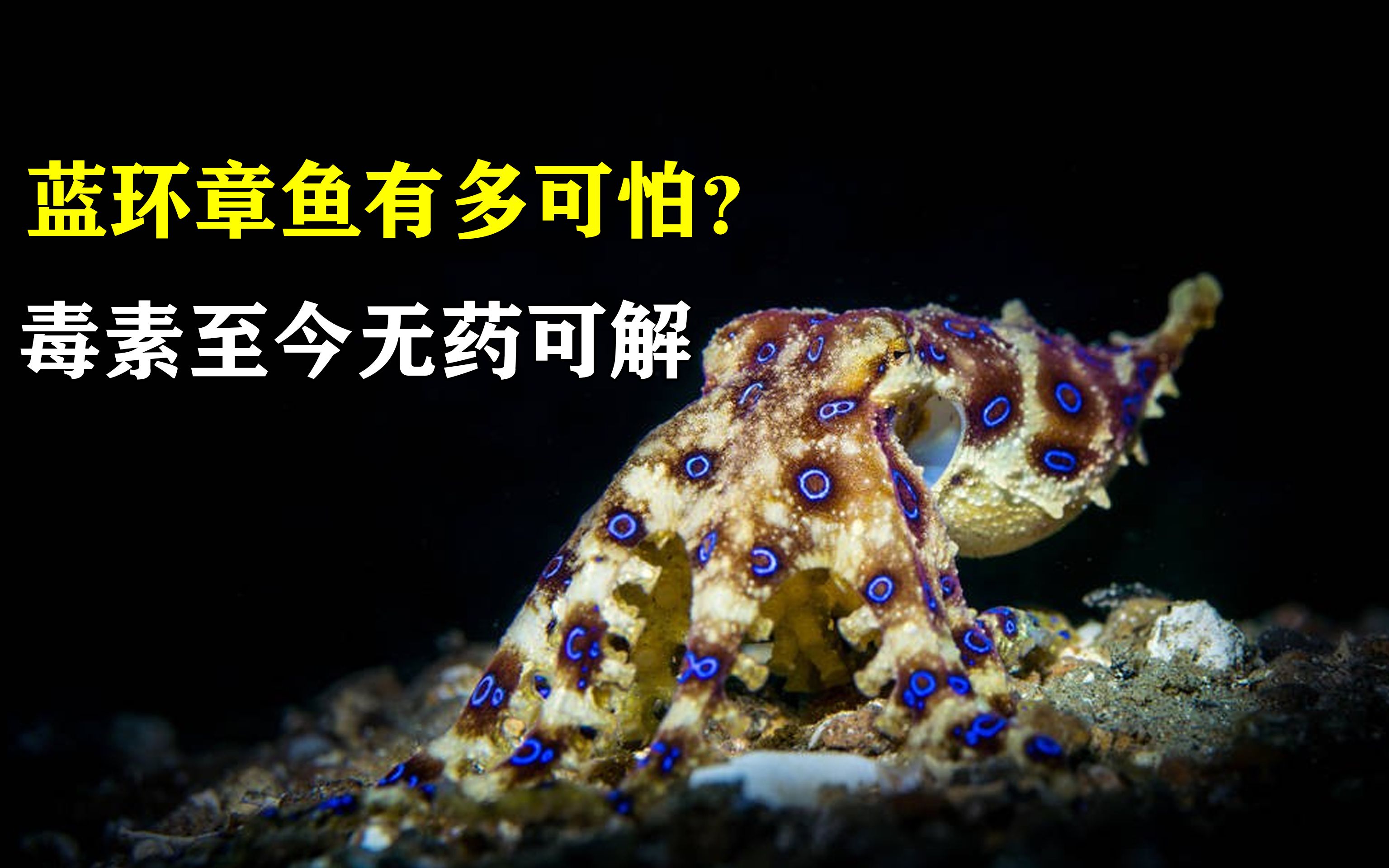 蓝环章鱼后现毒螃蟹_剧毒蓝环章鱼网上当宠物卖_蓝环章鱼的毒性