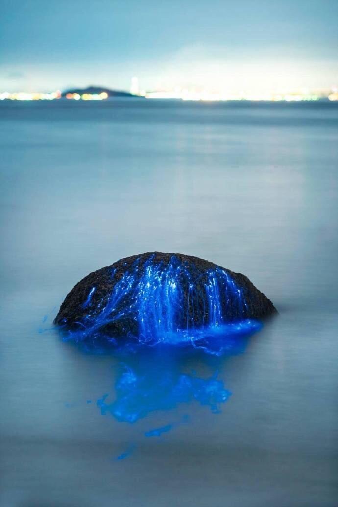 为什么现在哭都没眼泪_蓝眼泪 陈冠蒲_海陵岛连日现蓝眼泪