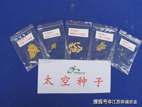 妙蛙种子的太空泥做法_熊出没太空种子上_太空种子这样炼成