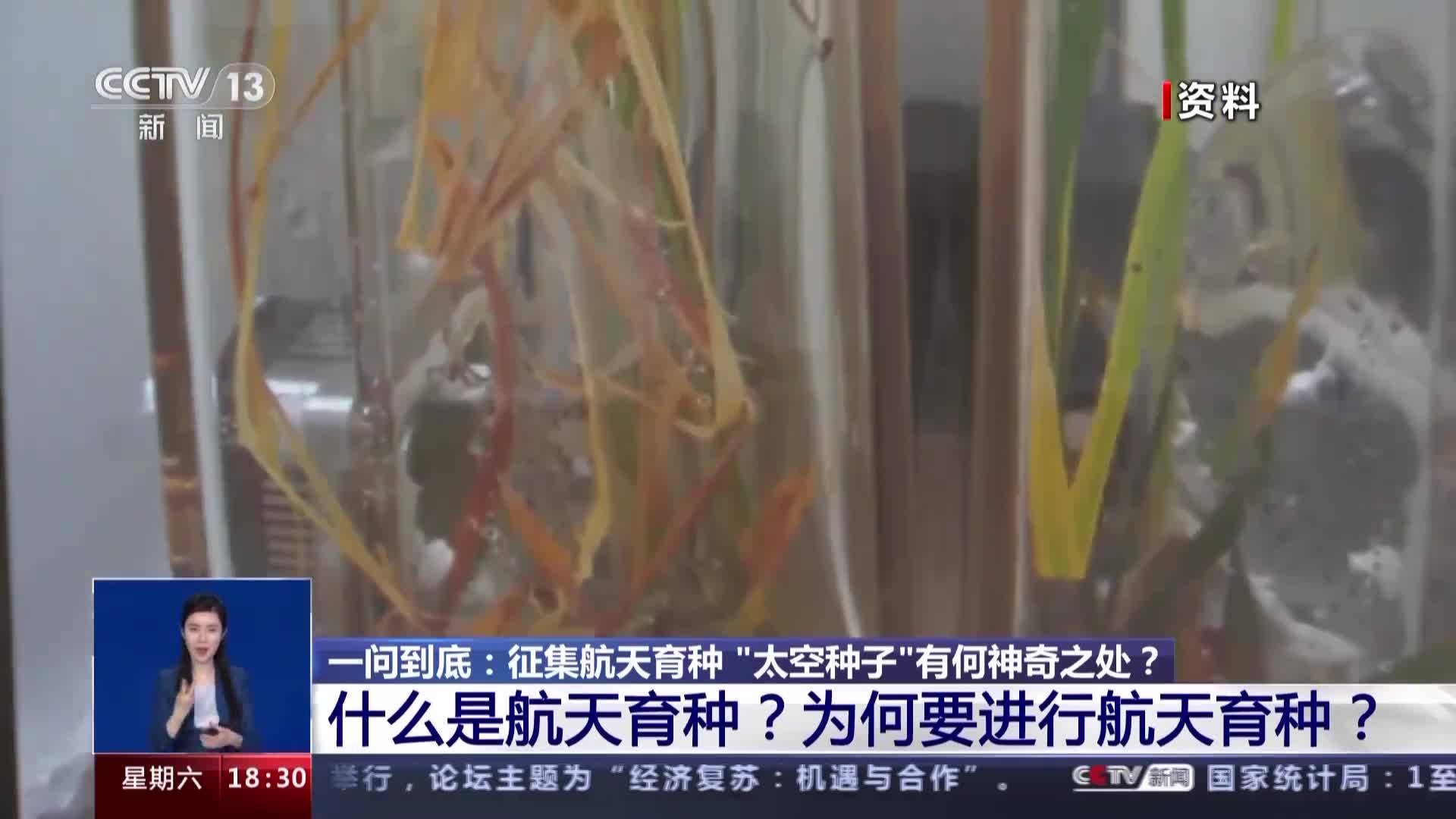 太空种子这样炼成_太空英雄芭芭丽娜种子_用太空泥捏妙蛙种子
