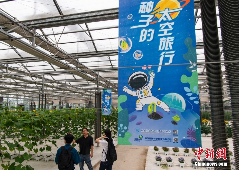用太空泥捏妙蛙种子_太空种子这样炼成_太空英雄芭芭丽娜种子