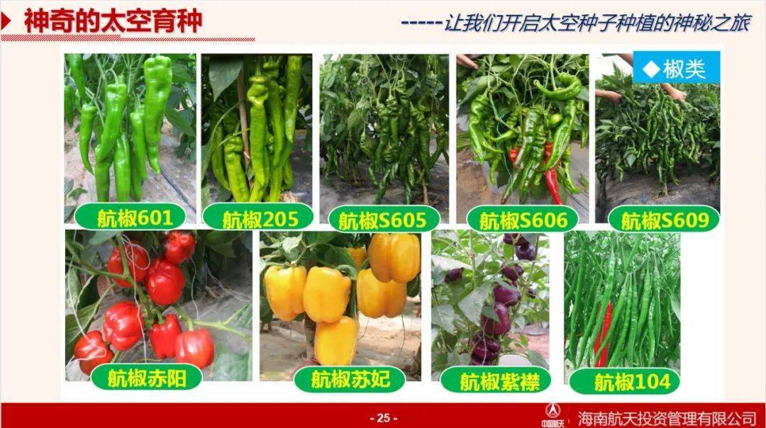 用太空泥捏妙蛙种子_太空种子这样炼成_太空英雄芭芭丽娜种子