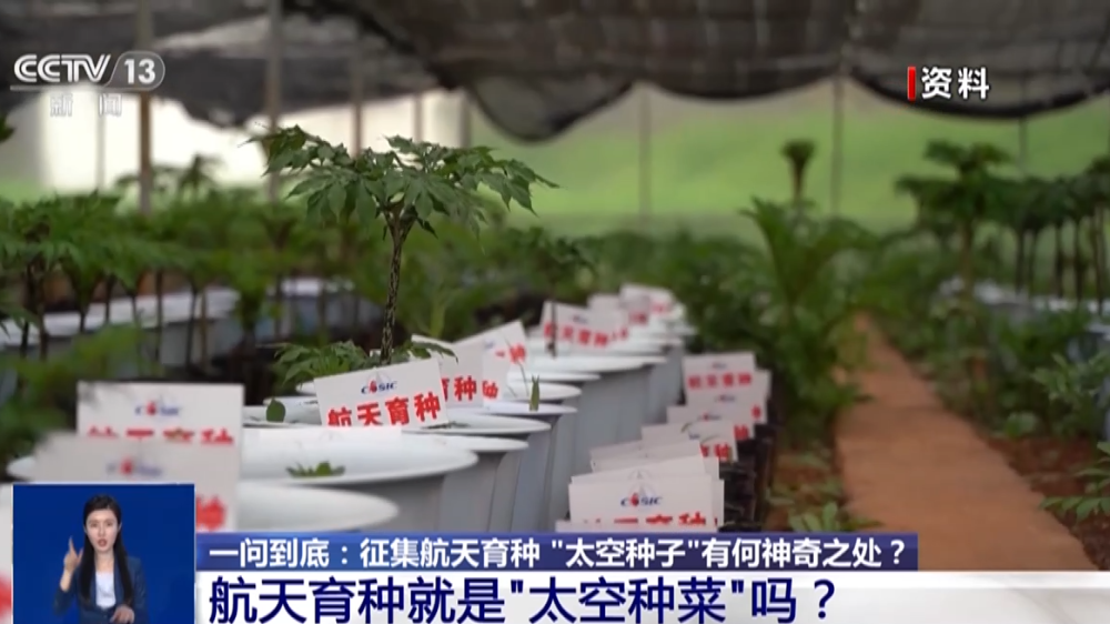 用太空泥捏妙蛙种子_太空种子这样炼成_太空英雄芭芭丽娜种子