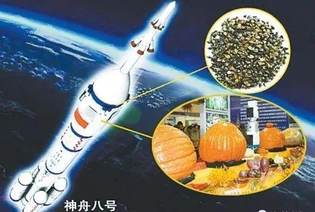太空种子这样炼成_太空英雄芭芭丽娜种子_用太空泥捏妙蛙种子