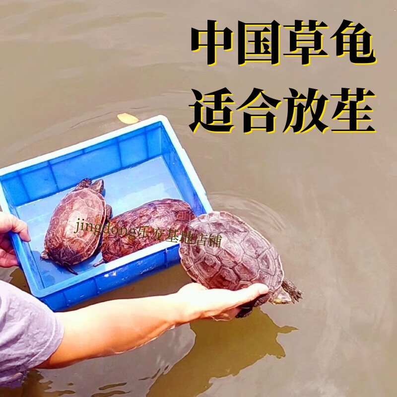 大量放生乌龟死亡_小乌龟怎么放生_放生乌龟有什么讲究