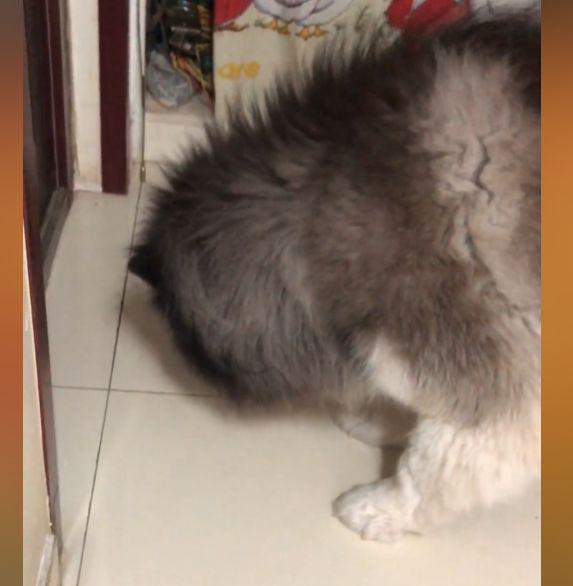 狗吃多了会吐一点没事吧_吃螺蛳粉把狗熏吐_大胖子放屁把人熏吐