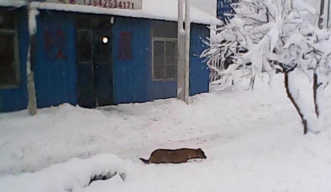 降雪过程_内蒙古降雪_降雪天气