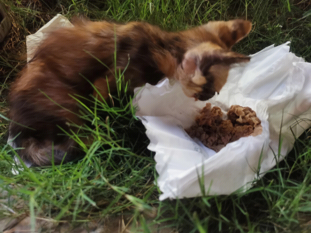 小区流浪猫 狂犬病_小区流浪猫集体死亡_大海小区里的流浪猫
