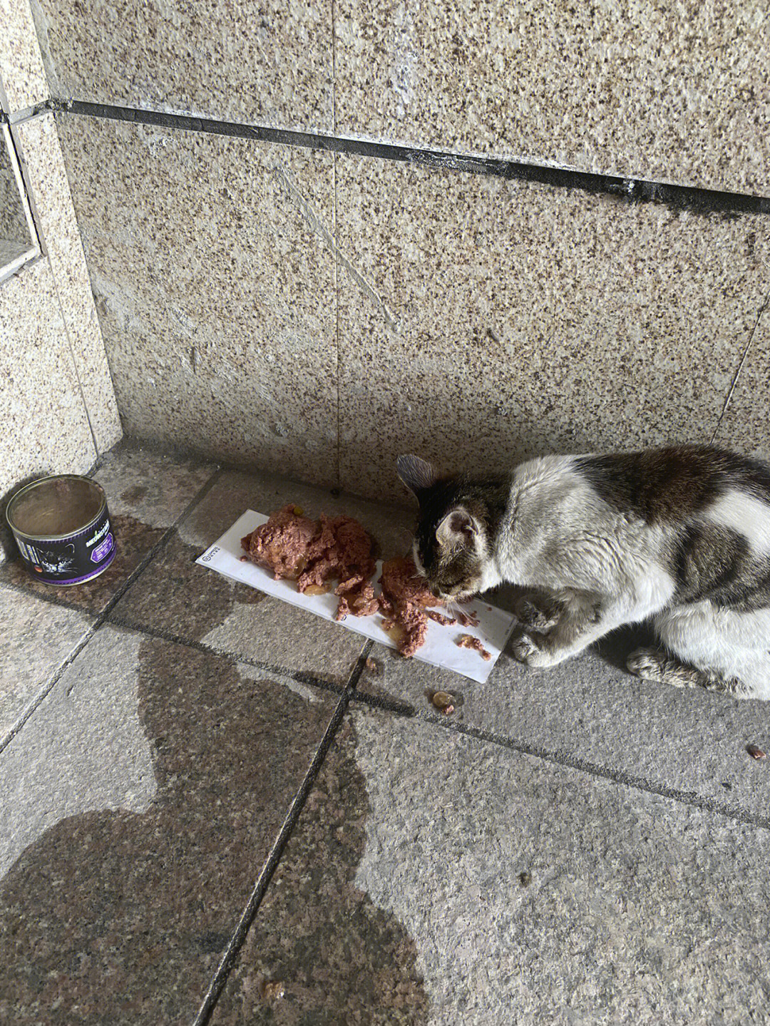 大海小区里的流浪猫_小区流浪猫 狂犬病_小区流浪猫集体死亡