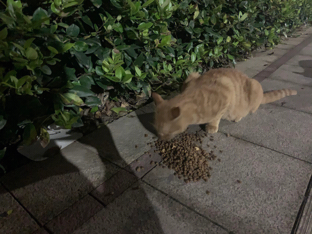 小区流浪猫集体死亡_小区流浪猫 狂犬病_大海小区里的流浪猫