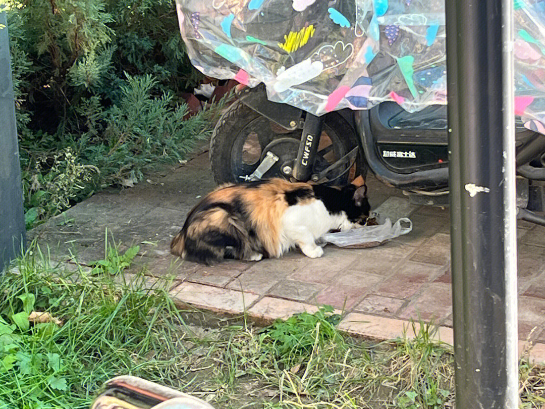 小区流浪猫 狂犬病_大海小区里的流浪猫_小区流浪猫集体死亡