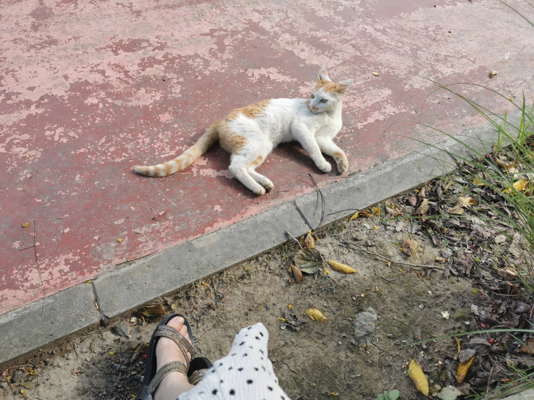 大海小区里的流浪猫_小区流浪猫集体死亡_小区流浪猫 狂犬病