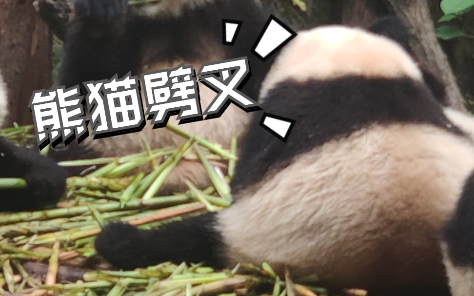 男生一字男生一字马_舞蹈系萌妹子一字马_萌兰再现经典一字马