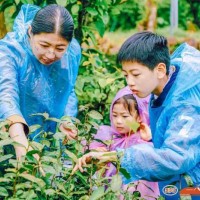 苏州青少年社会实践户外拓展自然探索春日亲子采茶体验活动报名中