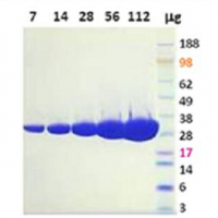 Sortase A