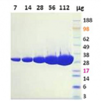 PI3 kinase [p110a(H1047R)/p85a